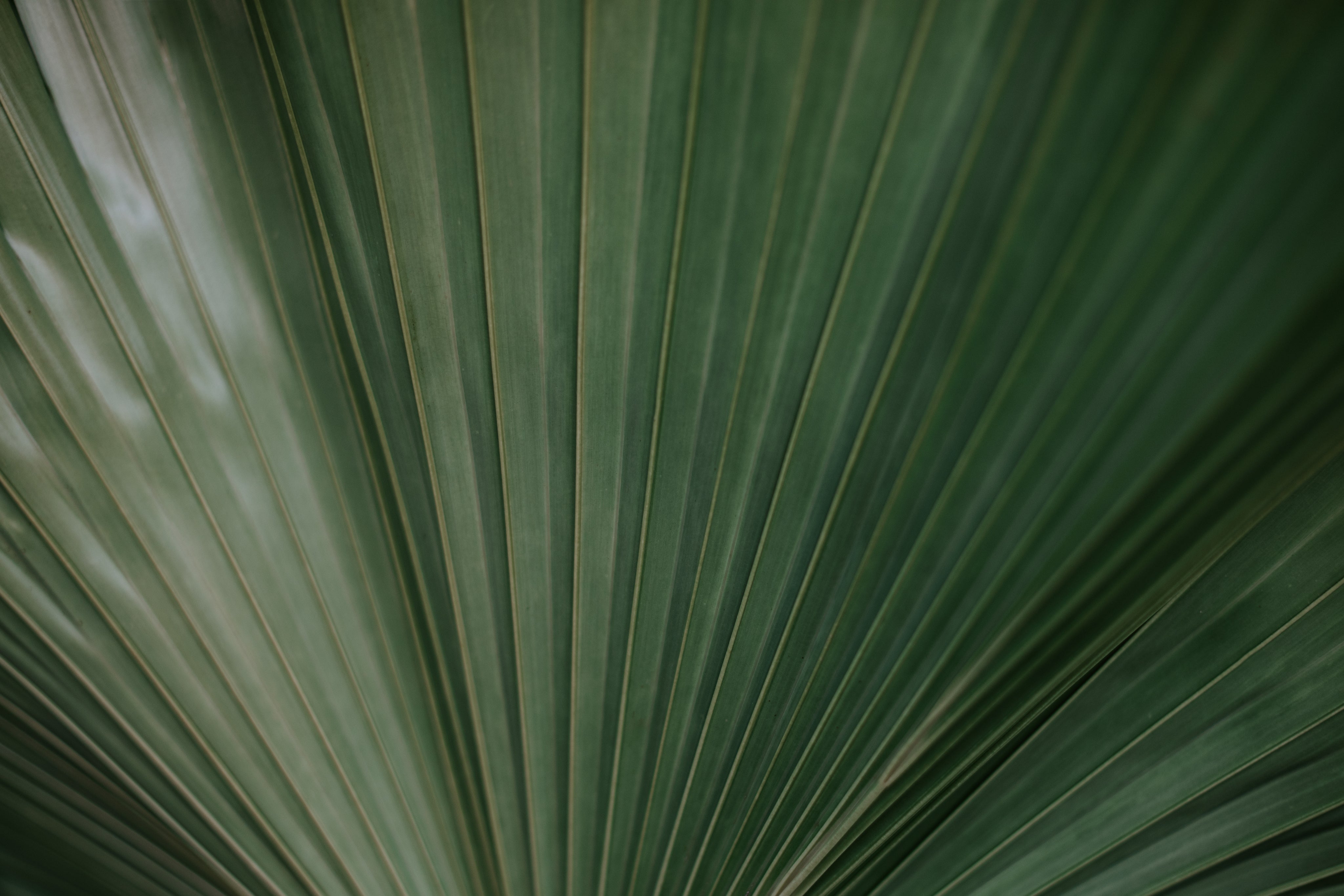 green-palm-leaves-spread-like-a-peacock-s-plume.jpg