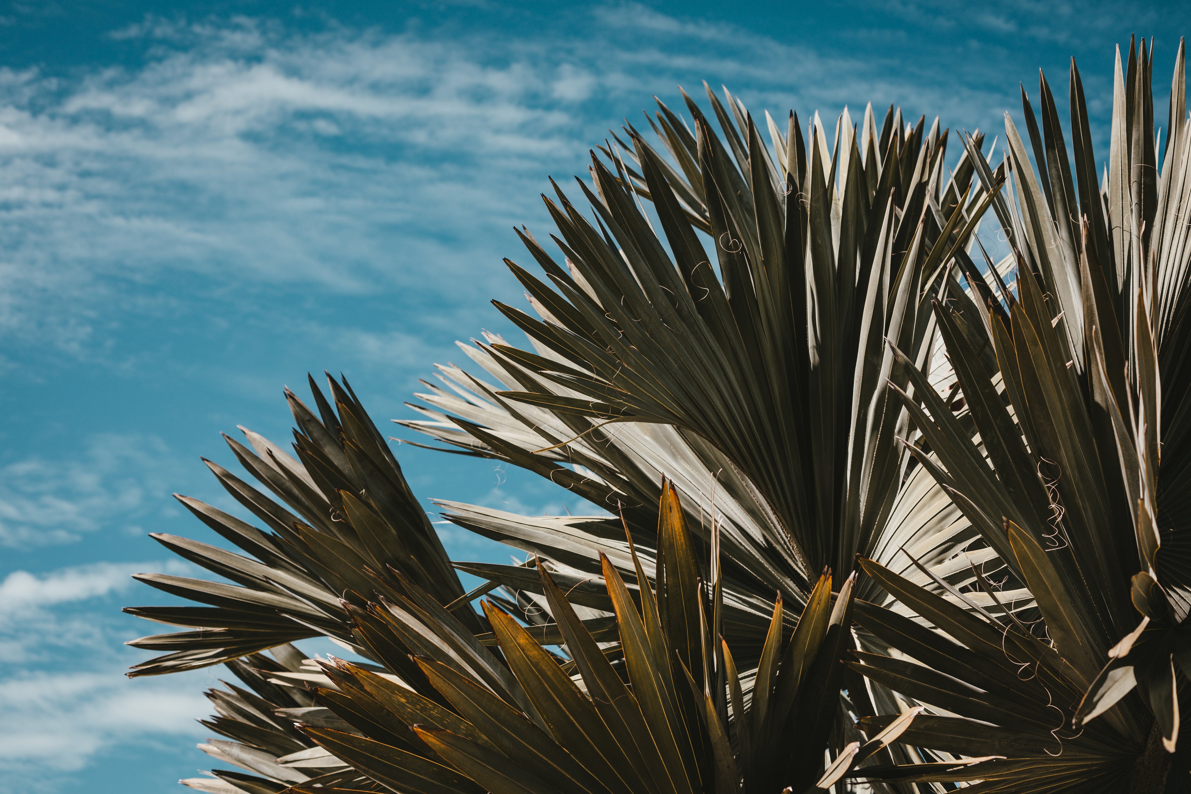 sun-crisped-palm-leaves-reach-for-the-sun-against-a-blue-sky.jpg